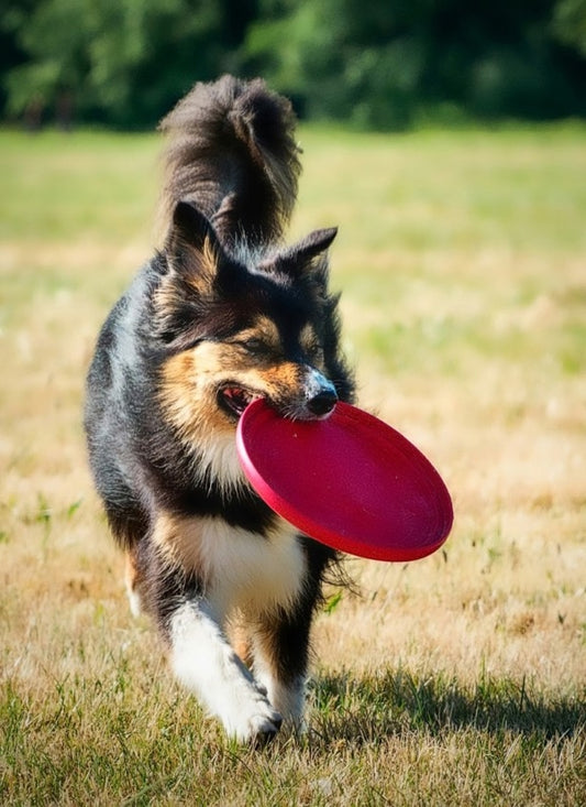 Tricolor collie running across a dry grass field with a red flying disc in its mouth