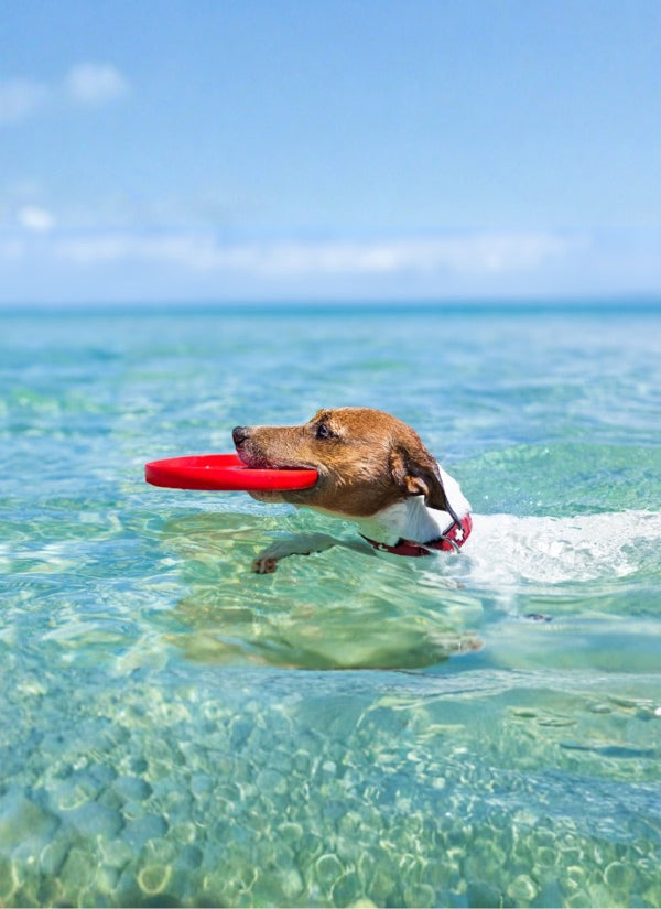 Jack Russell terrier swimming in clear shallow water with a red flying disc in its mouth
